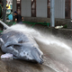 A different species of beaked whale, the Baird’s beaked whale. (Image: Getty)